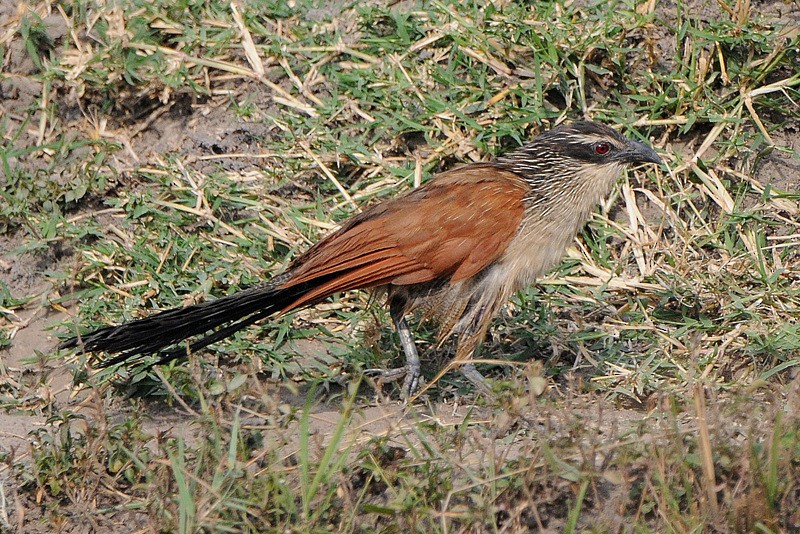 White-browed Coucal - ML204336871