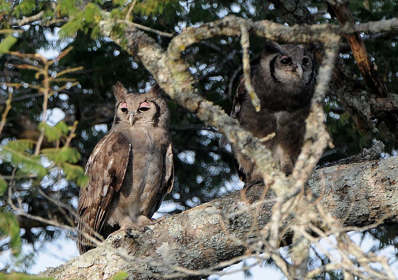 Verreaux's Eagle-Owl - Tadeusz Stawarczyk
