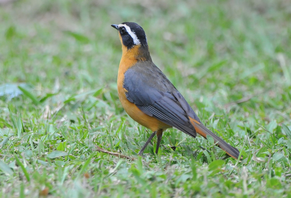White-browed Robin-Chat - ML204337011