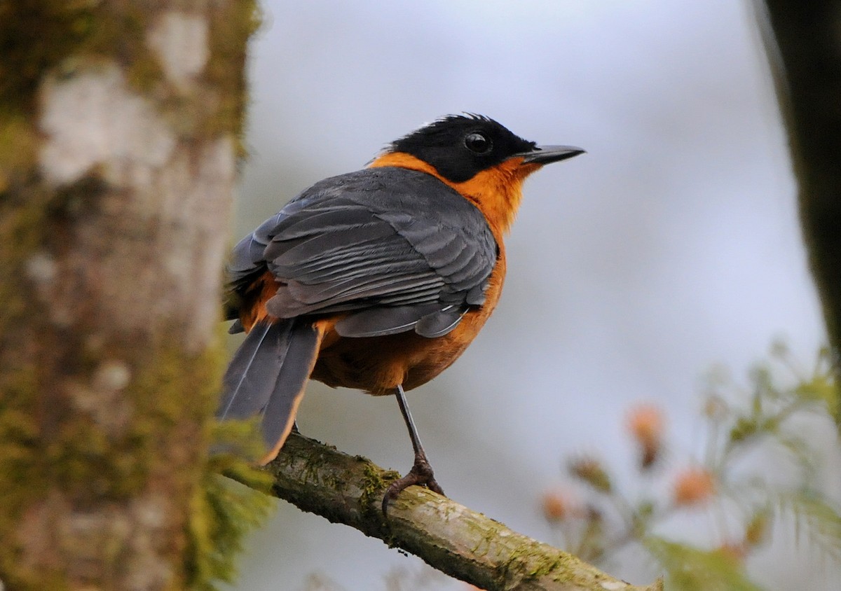 Snowy-crowned Robin-Chat - ML204337081