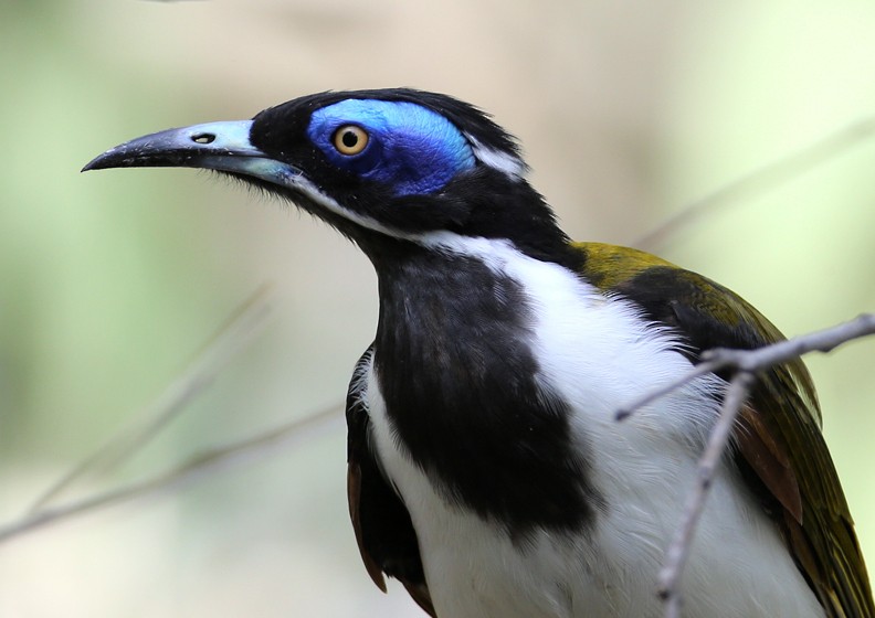 Blue-faced Honeyeater (White-quilled) - ML204337411
