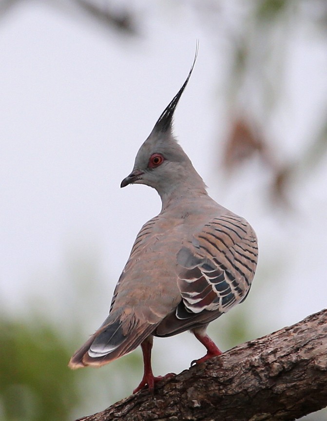 Crested Pigeon - Hal and Kirsten Snyder