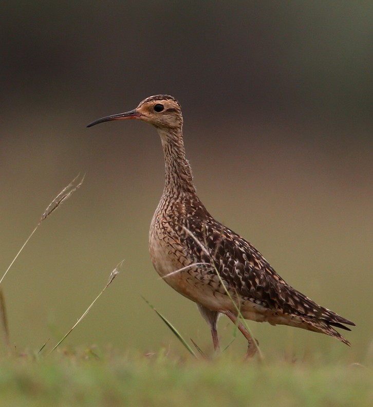 Little Curlew - Hal and Kirsten Snyder