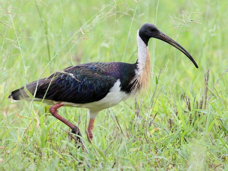 ibis slámokrký - ML204337501