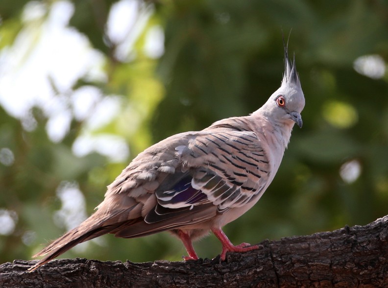 Crested Pigeon - ML204337551