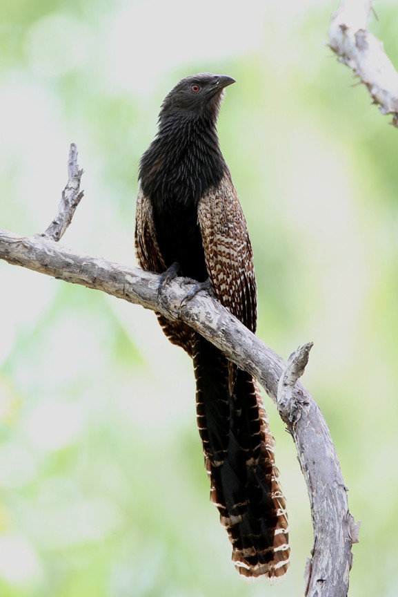Pheasant Coucal (Pheasant) - Hal and Kirsten Snyder