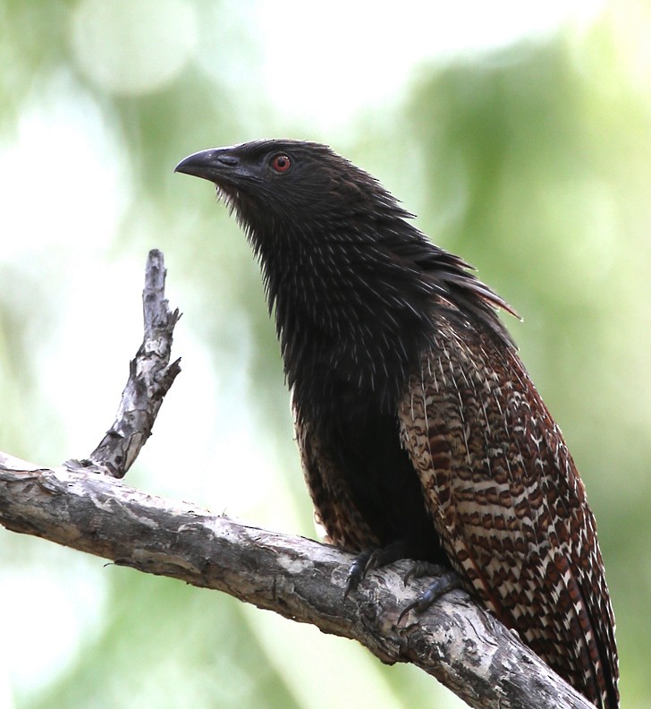 Pheasant Coucal (Pheasant) - Hal and Kirsten Snyder