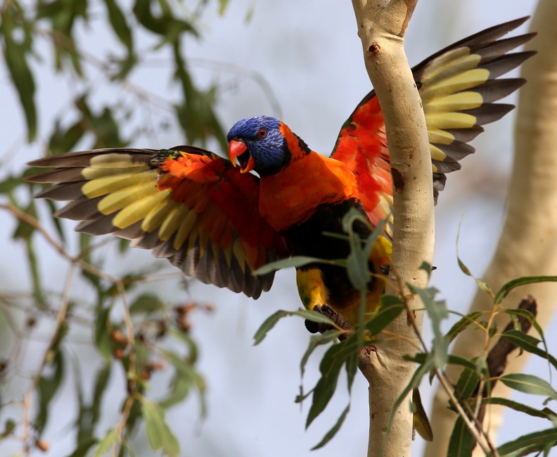 Red-collared Lorikeet - Hal and Kirsten Snyder