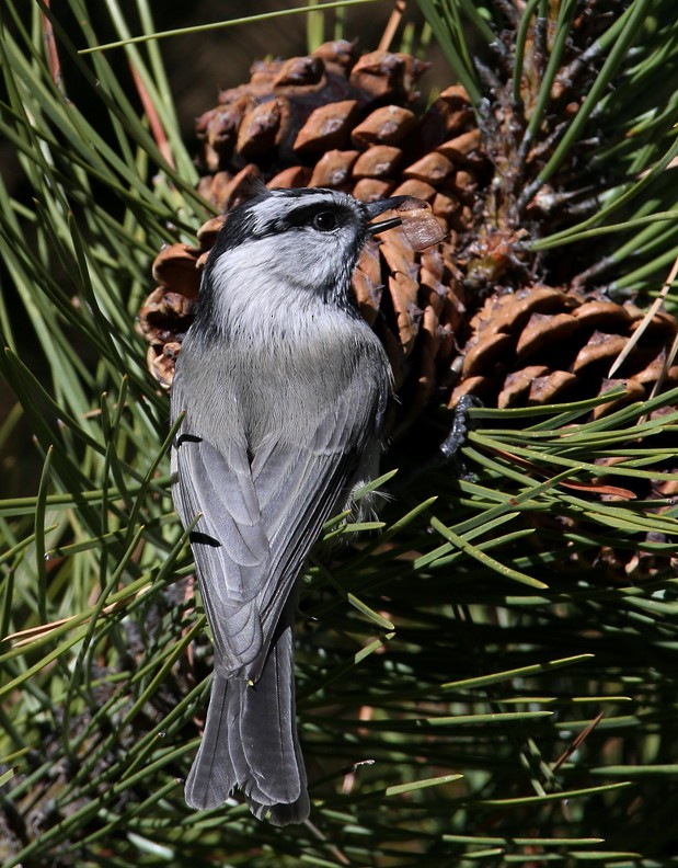 Mountain Chickadee - Hal and Kirsten Snyder
