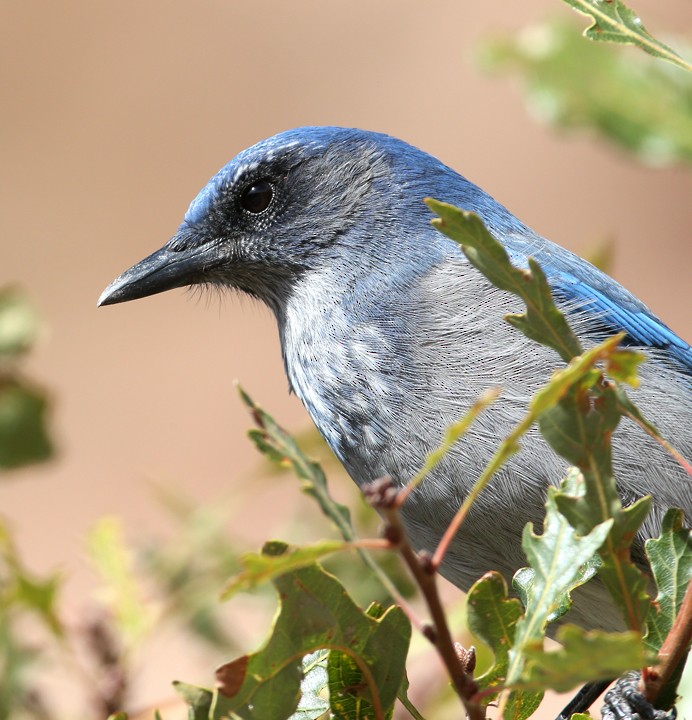 Woodhouse's Scrub-Jay - Hal and Kirsten Snyder