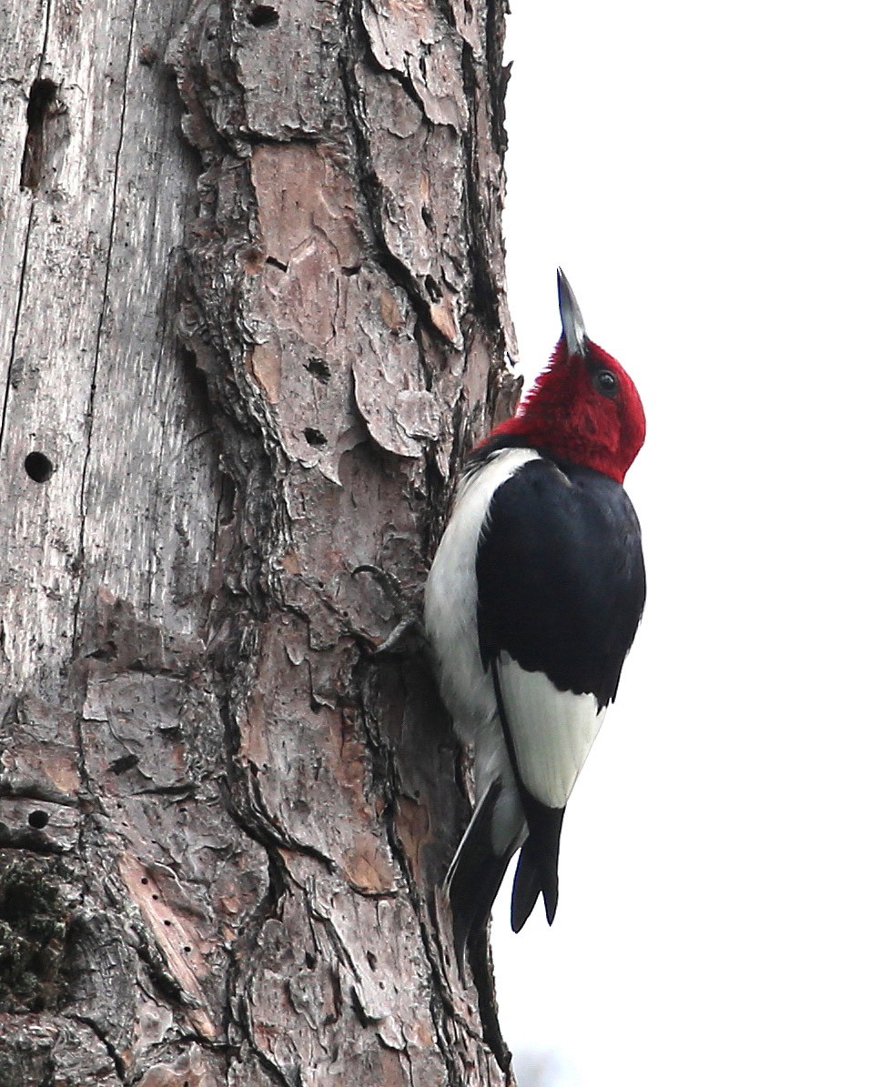 Red-headed Woodpecker - Hal and Kirsten Snyder