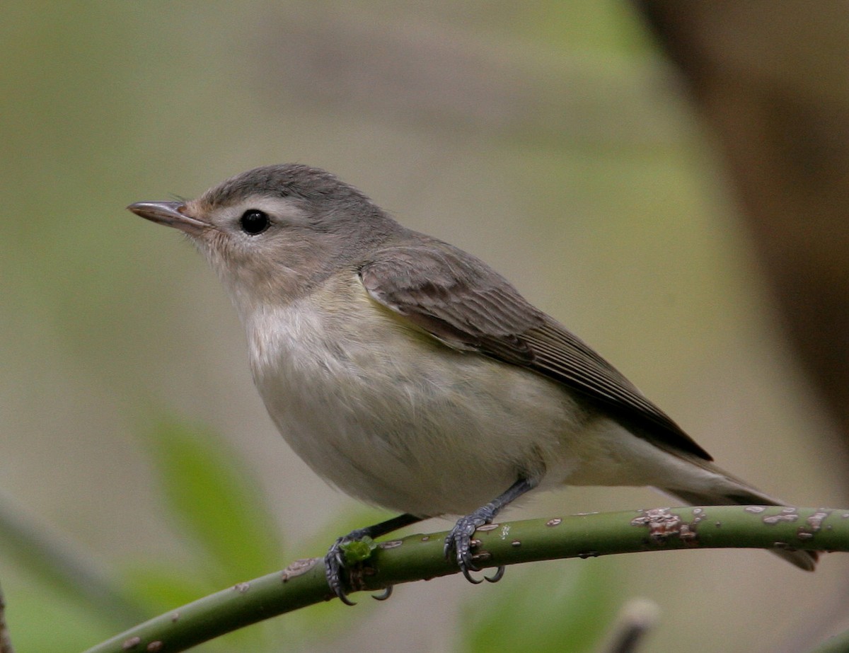 Warbling Vireo - Hal and Kirsten Snyder