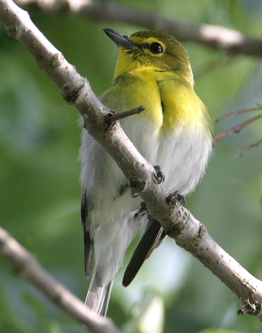 Yellow-throated Vireo - Hal and Kirsten Snyder