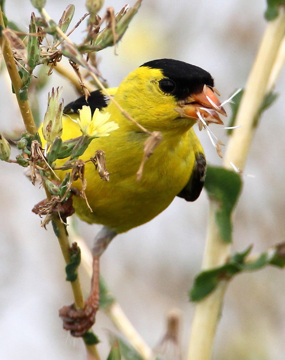 American Goldfinch - Hal and Kirsten Snyder