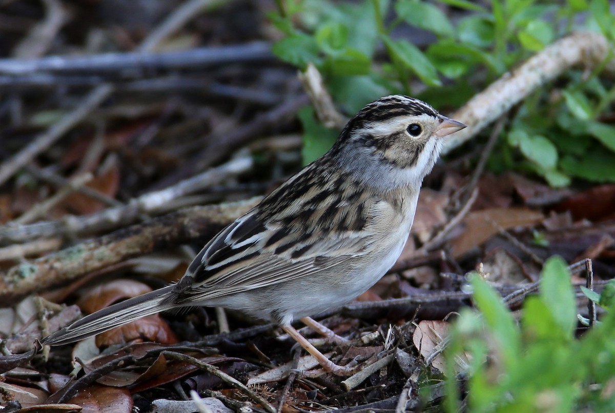 Clay-colored Sparrow - ML204337921