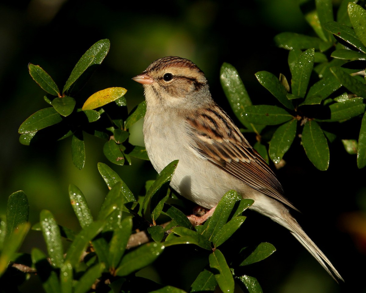 Chipping Sparrow - Hal and Kirsten Snyder