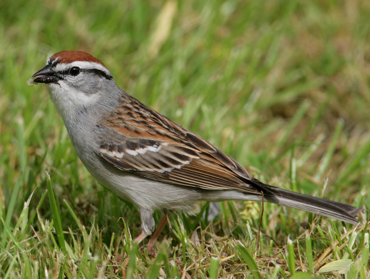Chipping Sparrow - Hal and Kirsten Snyder