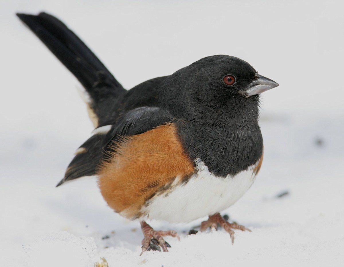 Eastern Towhee - Hal and Kirsten Snyder