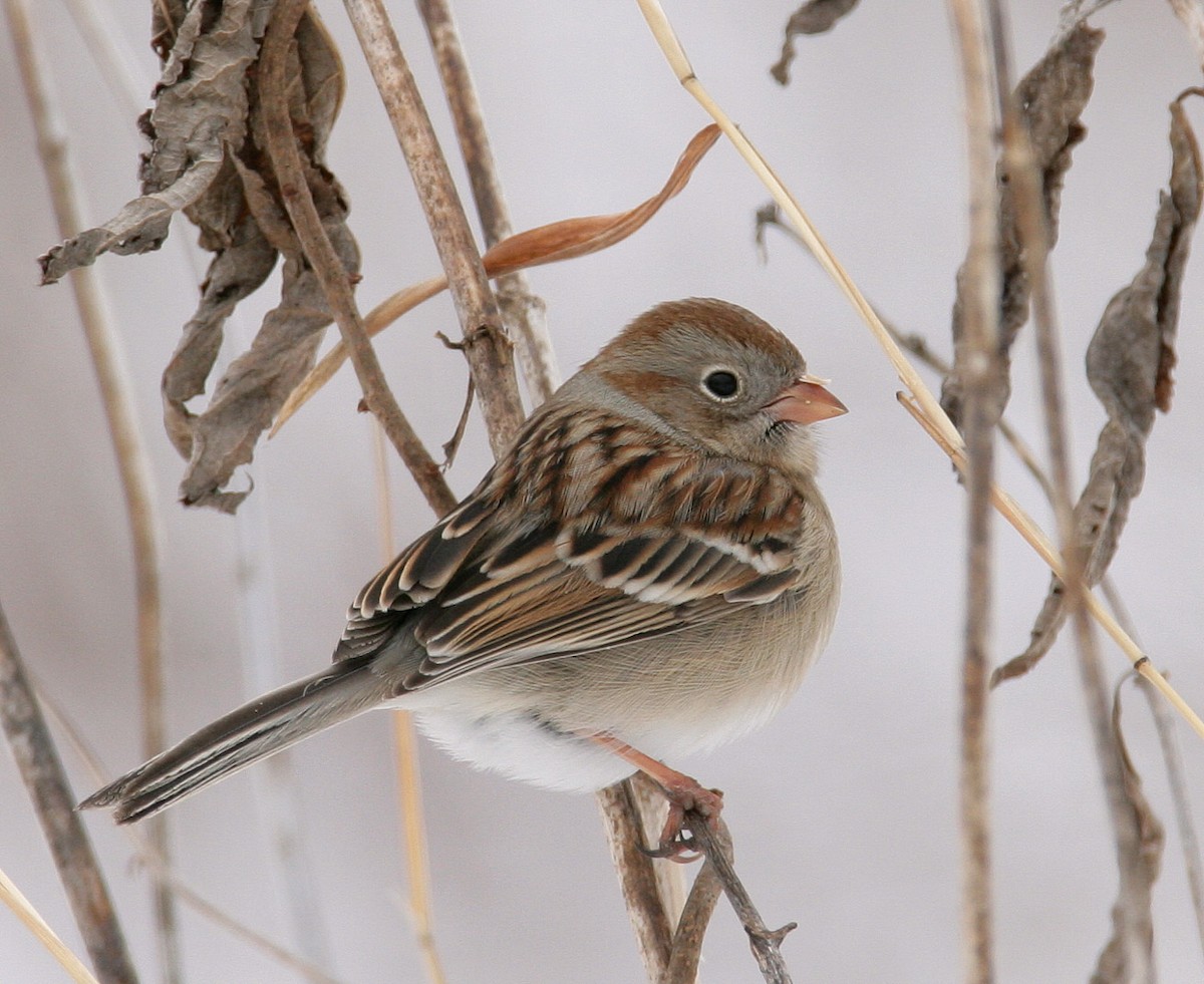 Field Sparrow - Hal and Kirsten Snyder