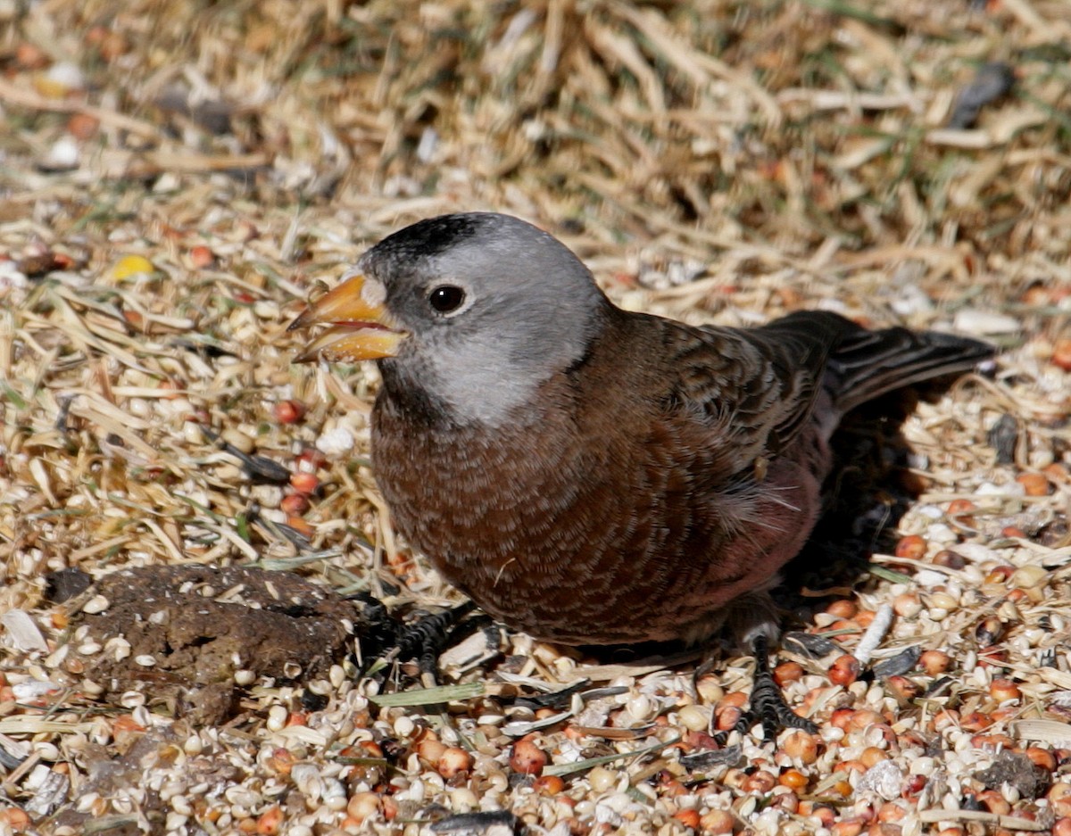 Gray-crowned Rosy-Finch - ML204338051