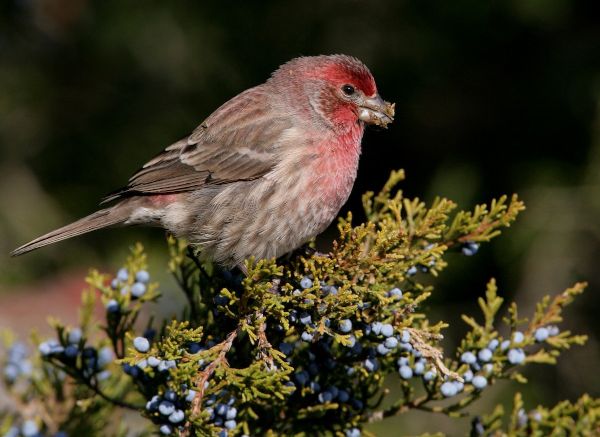 House Finch - Hal and Kirsten Snyder