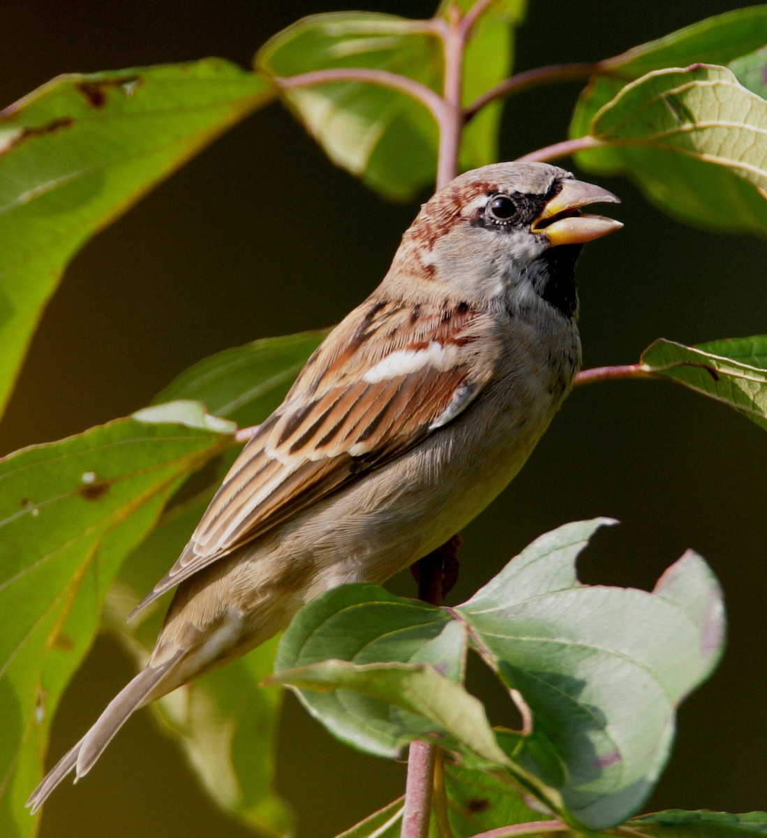 House Sparrow - Hal and Kirsten Snyder