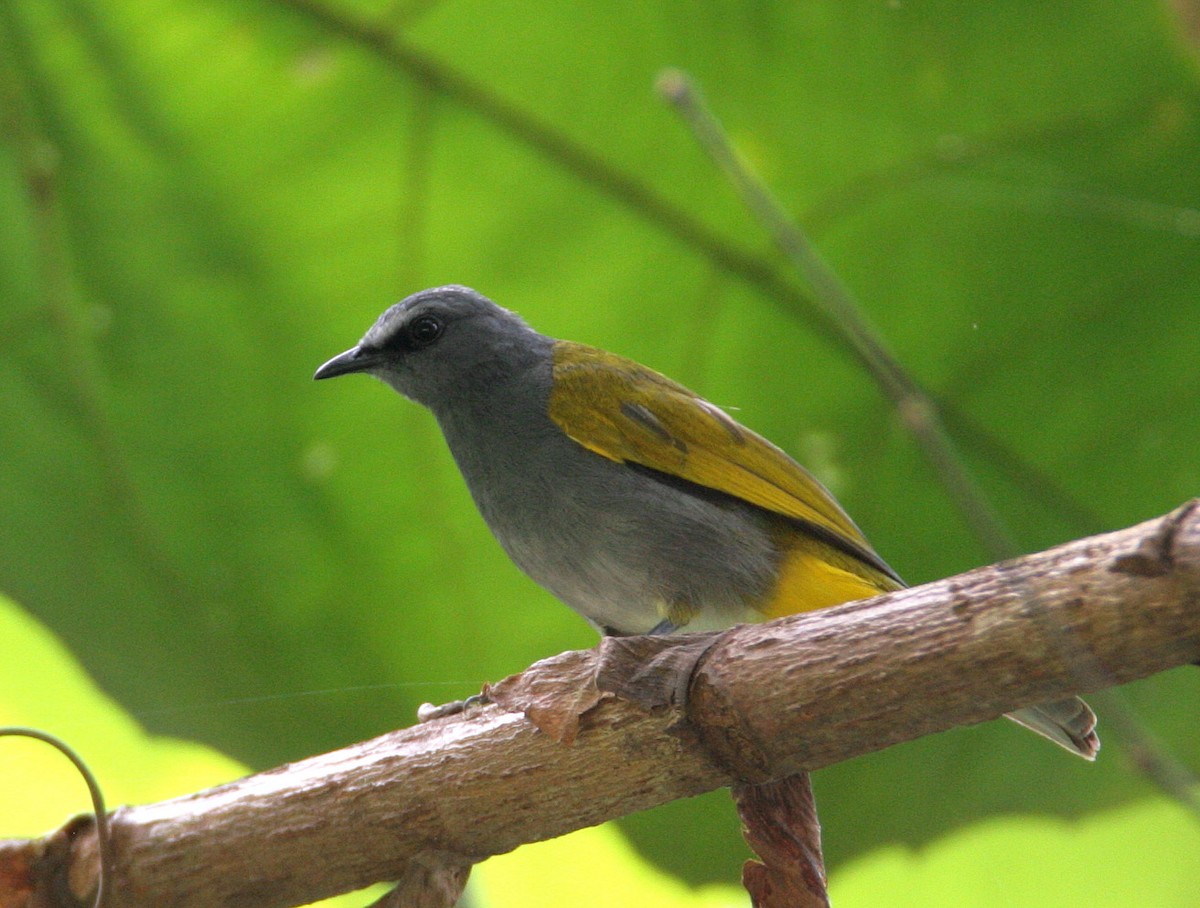Gray-bellied Bulbul - Hal and Kirsten Snyder