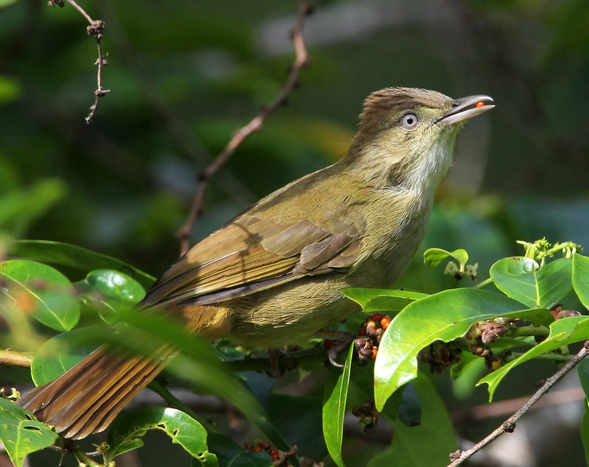 Gray-eyed Bulbul - Hal and Kirsten Snyder