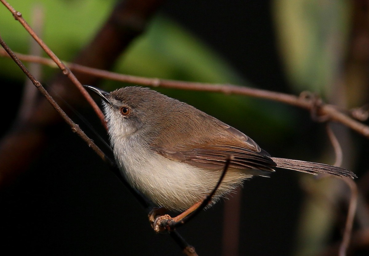 Gray-breasted Prinia - Hal and Kirsten Snyder