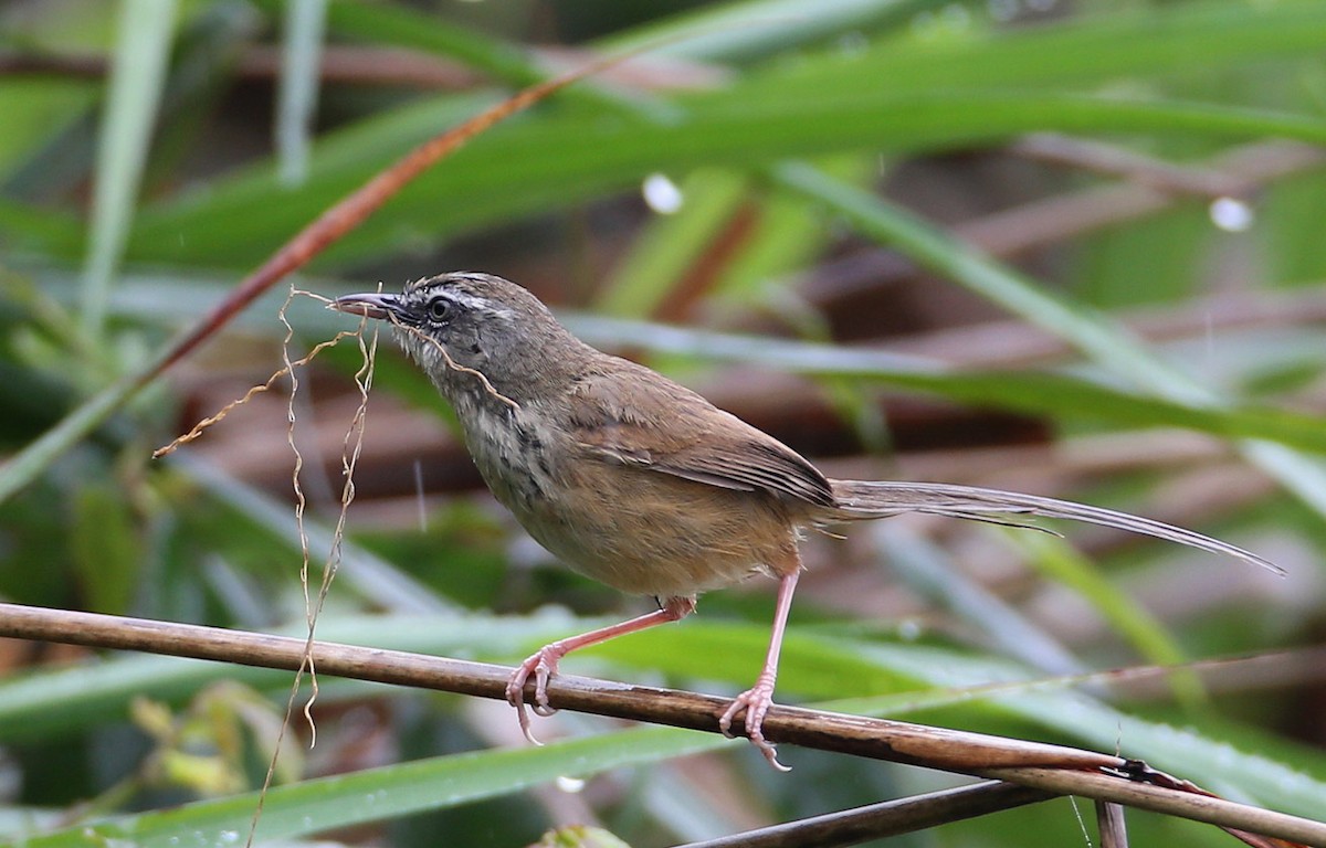 Hill Prinia - Hal and Kirsten Snyder
