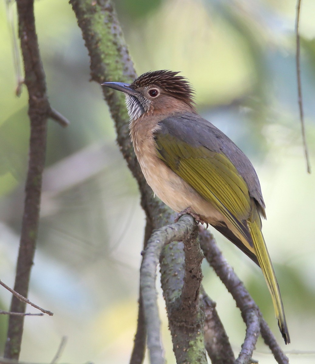 Mountain Bulbul - Hal and Kirsten Snyder