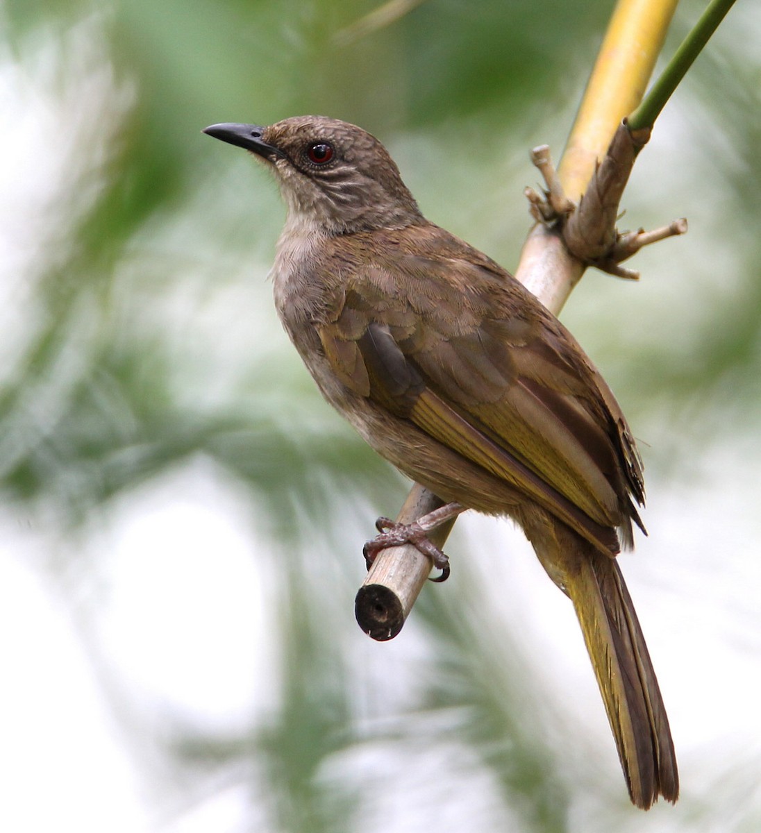 Olive-winged Bulbul - Hal and Kirsten Snyder