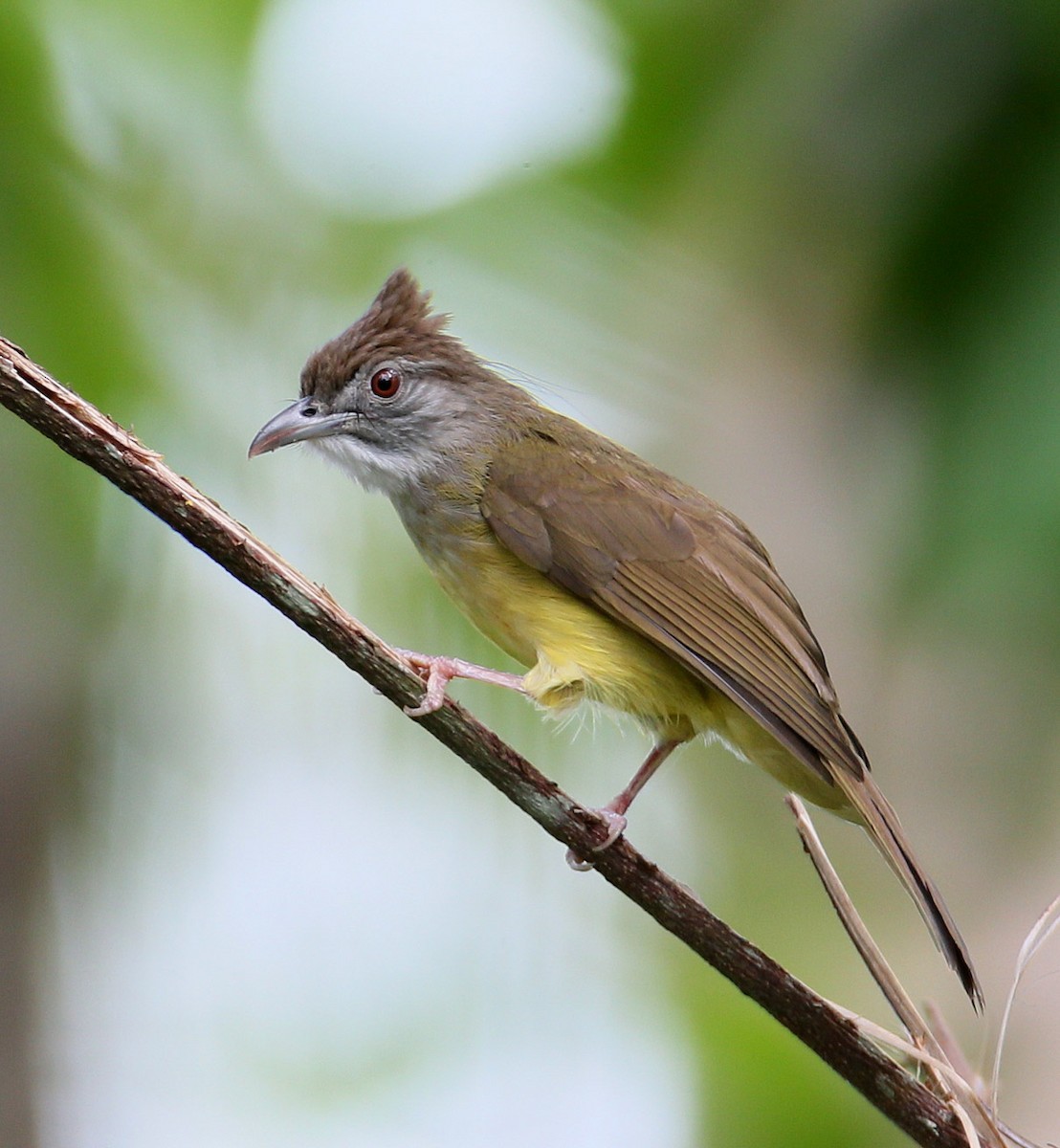 Gray-throated Bulbul - Hal and Kirsten Snyder