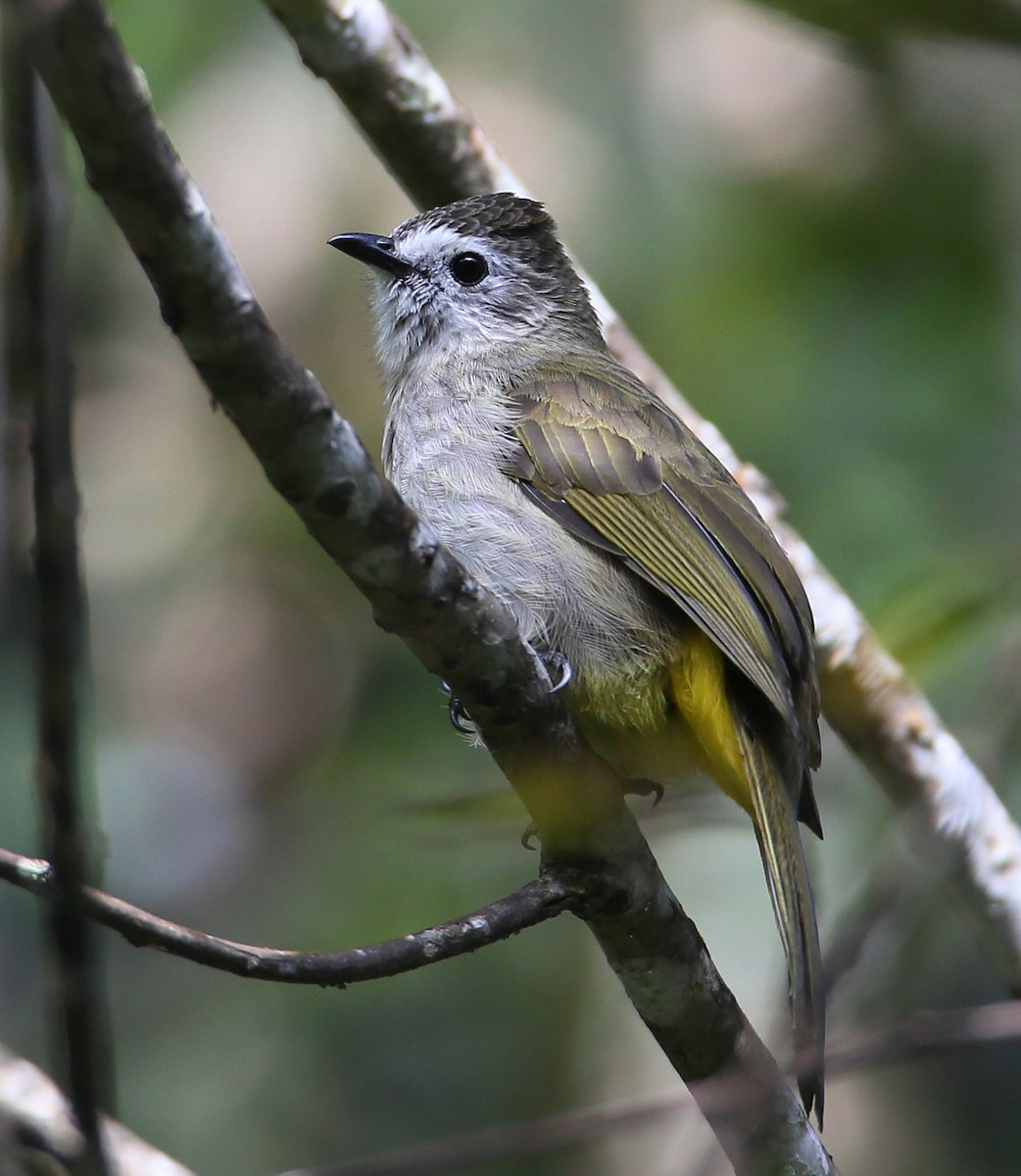 Pale-faced Bulbul - Hal and Kirsten Snyder