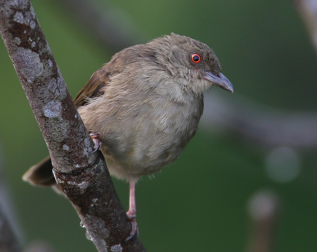 Red-eyed Bulbul - Hal and Kirsten Snyder