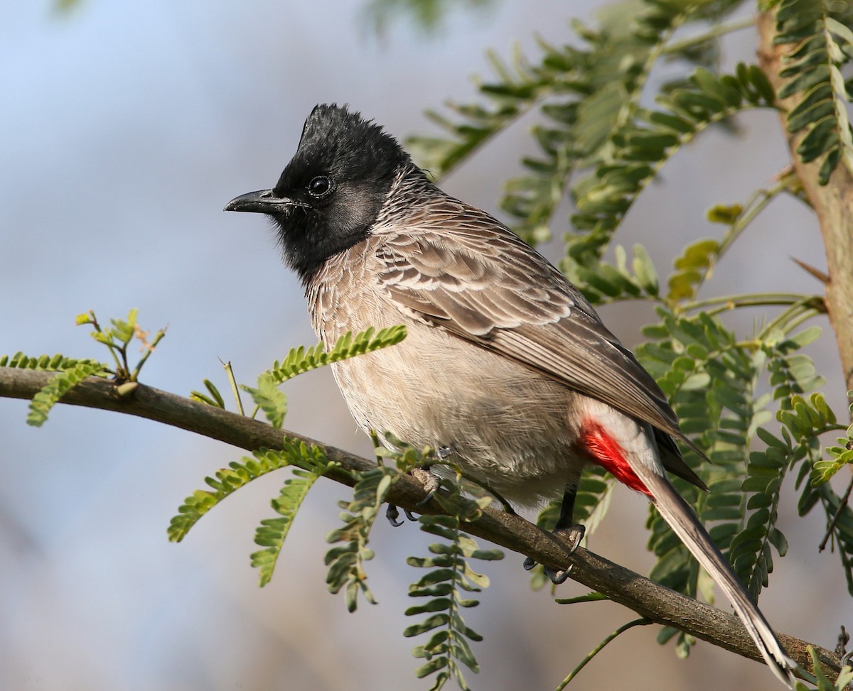 Red-vented Bulbul - Hal and Kirsten Snyder