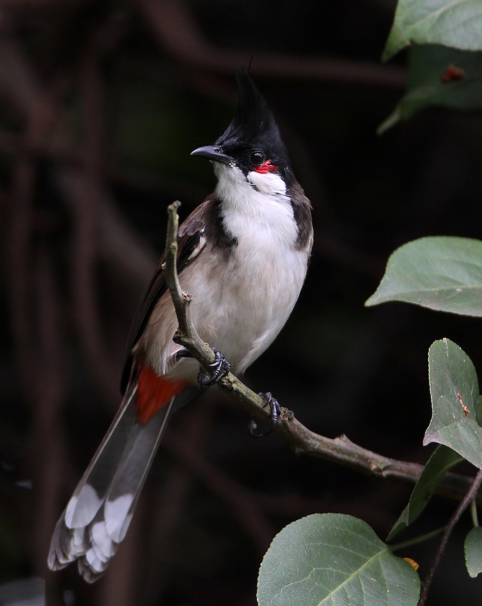 Red-whiskered Bulbul - Hal and Kirsten Snyder
