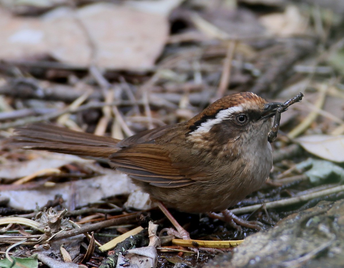 Rusty-capped Fulvetta - Hal and Kirsten Snyder