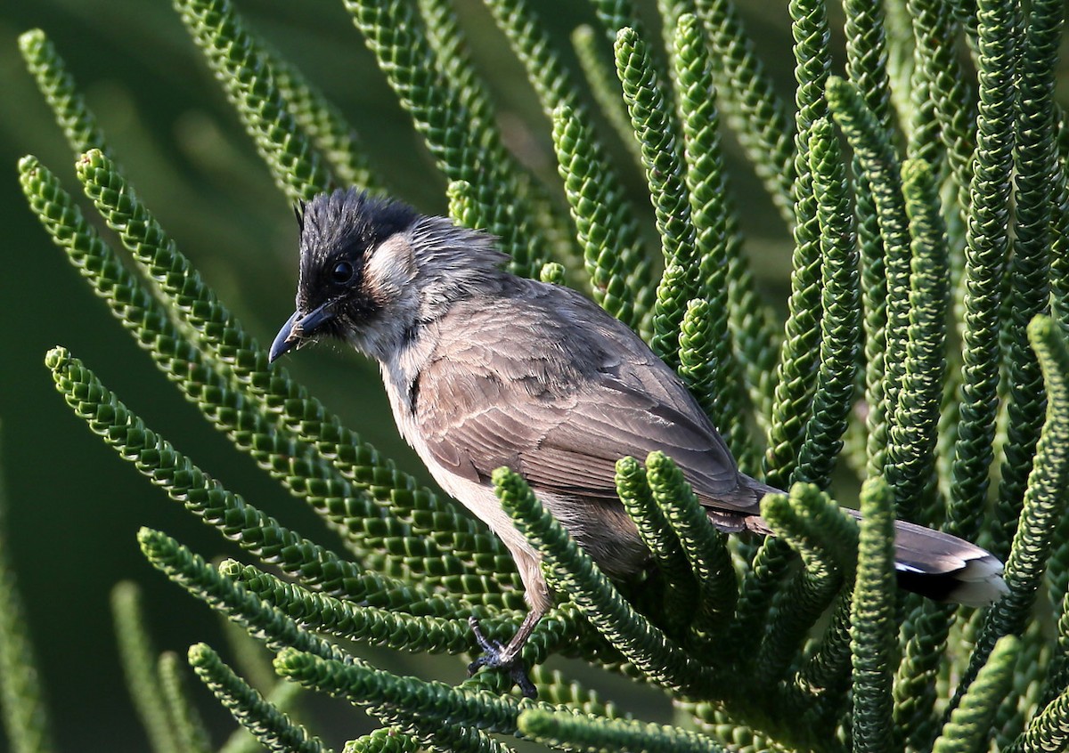 Sooty-headed Bulbul - Hal and Kirsten Snyder