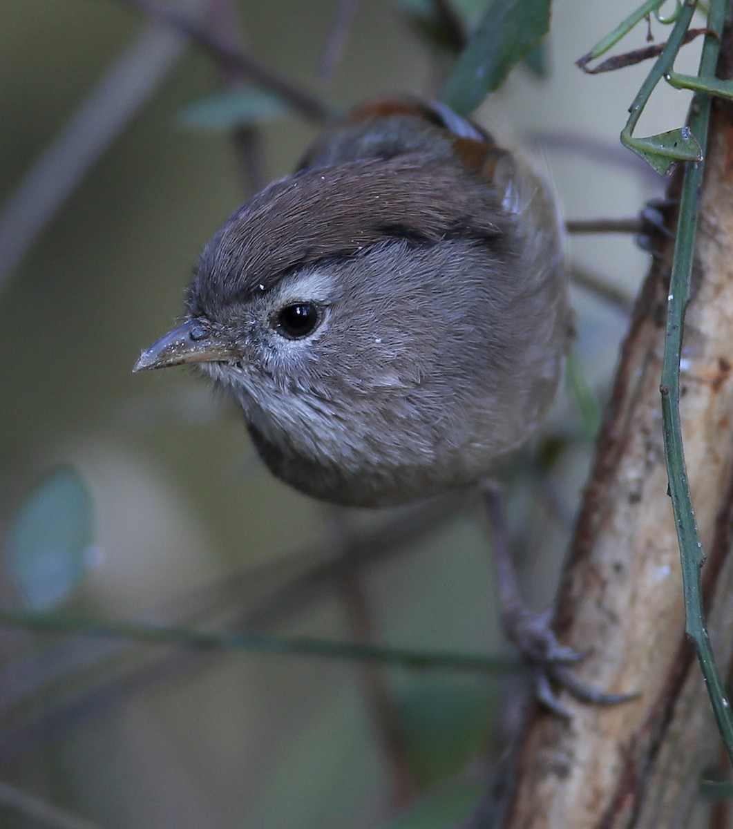 Spectacled Fulvetta - Hal and Kirsten Snyder