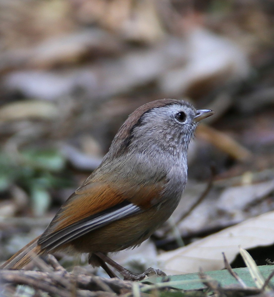 Spectacled Fulvetta - Hal and Kirsten Snyder