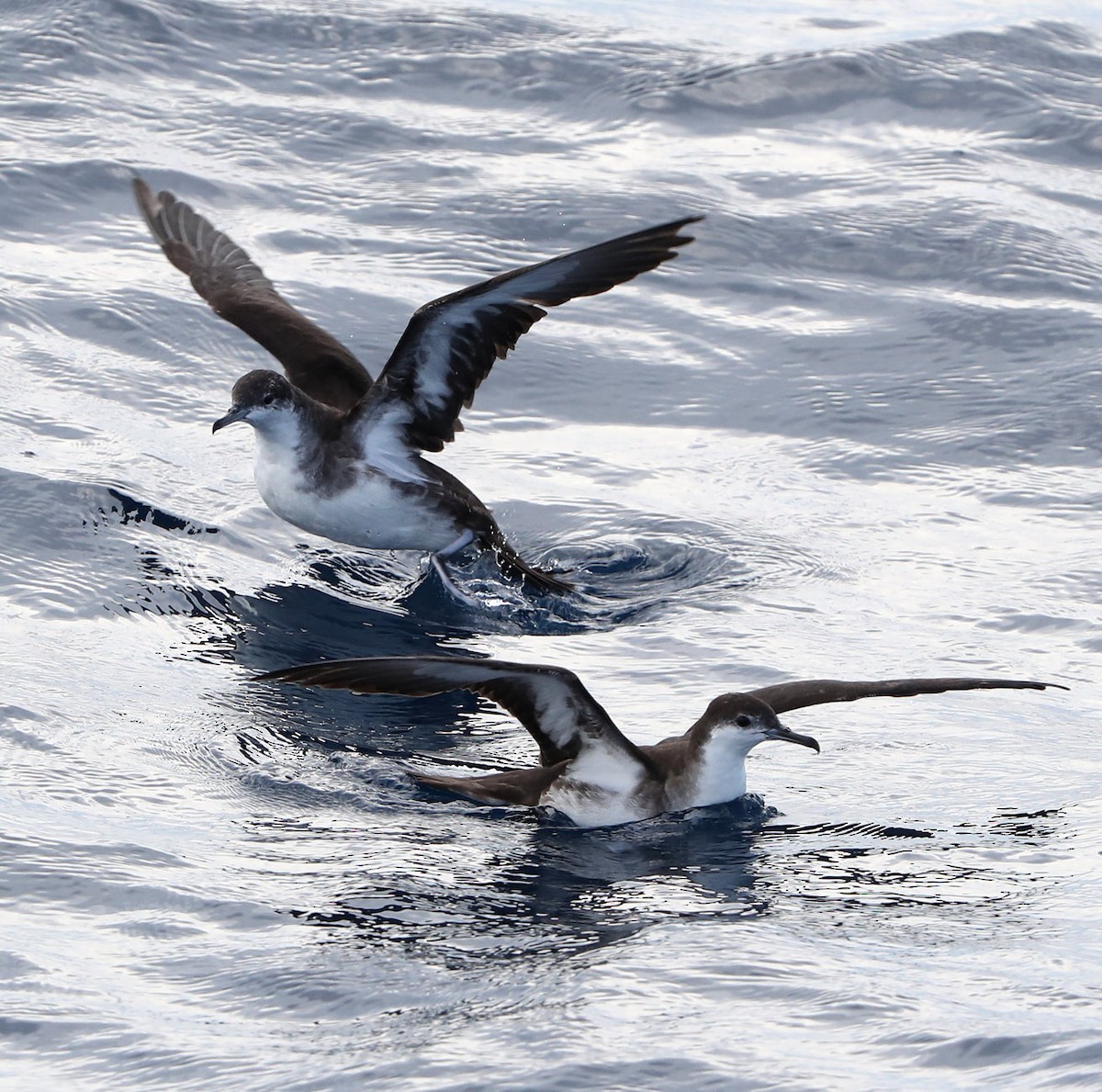 Audubon's Shearwater - Hal and Kirsten Snyder