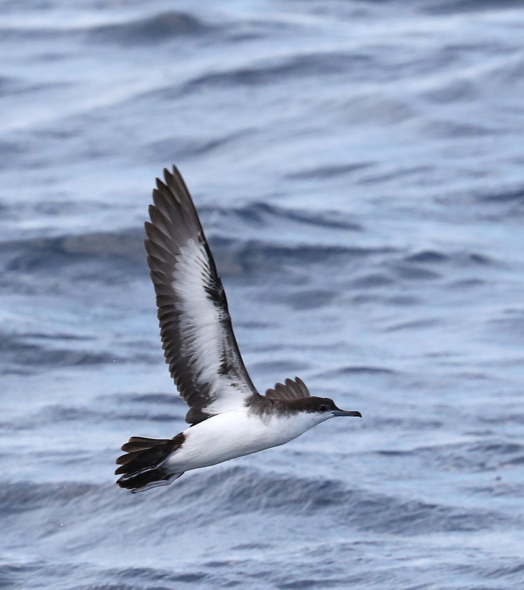 Audubon's Shearwater - Hal and Kirsten Snyder