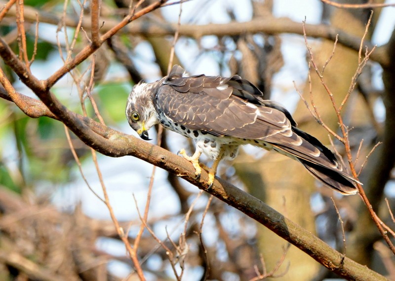 African Cuckoo-Hawk - ML204338671