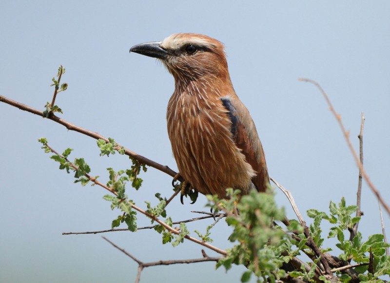 Rufous-crowned Roller - Tadeusz Stawarczyk