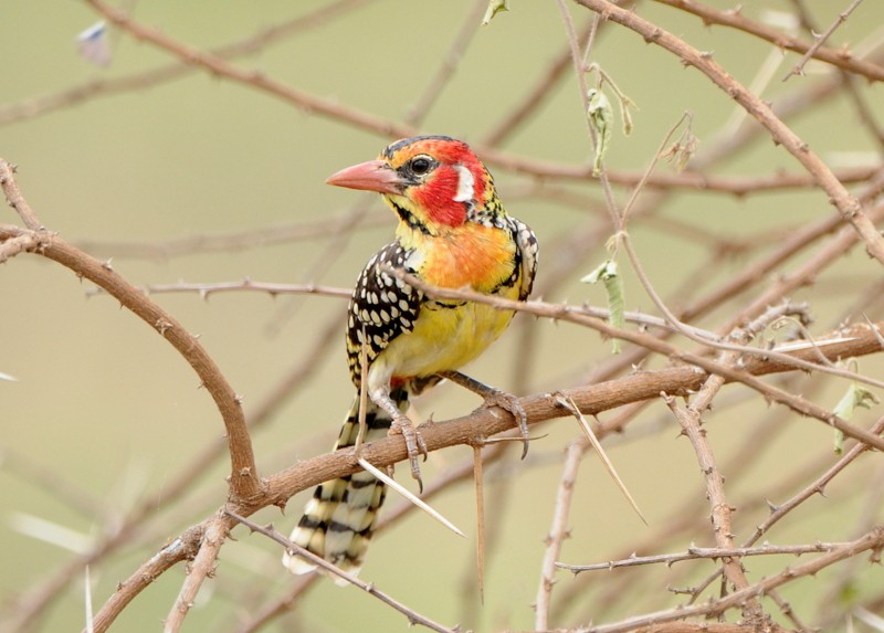 Red-and-yellow Barbet - ML204338931