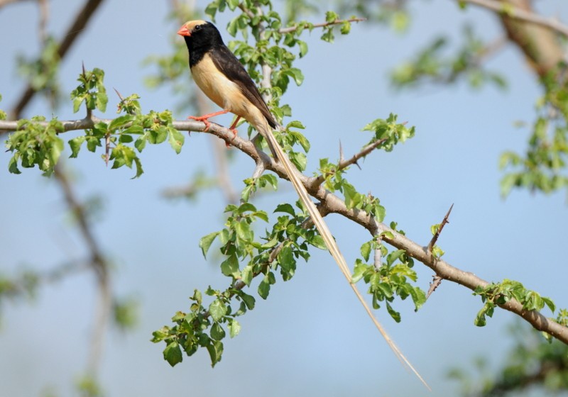 Straw-tailed Whydah - ML204338951