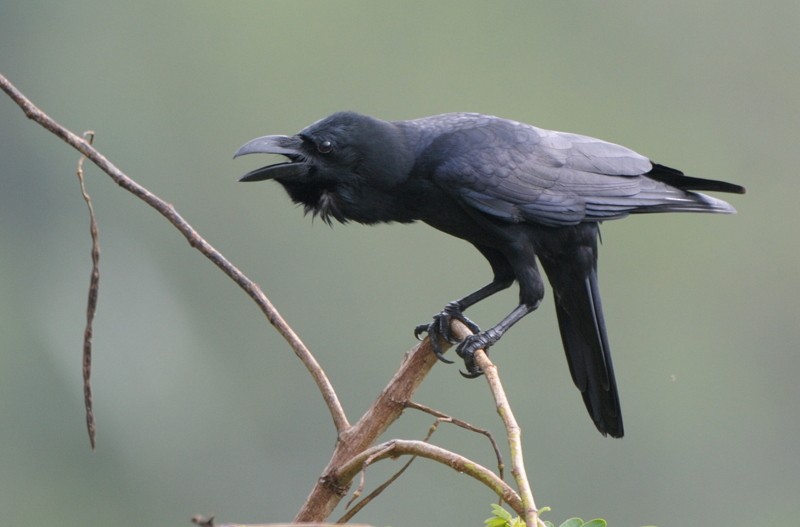Large-billed Crow (Indian Jungle) - Tadeusz Stawarczyk
