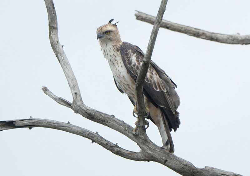 Changeable Hawk-Eagle (Crested) - ML204339181
