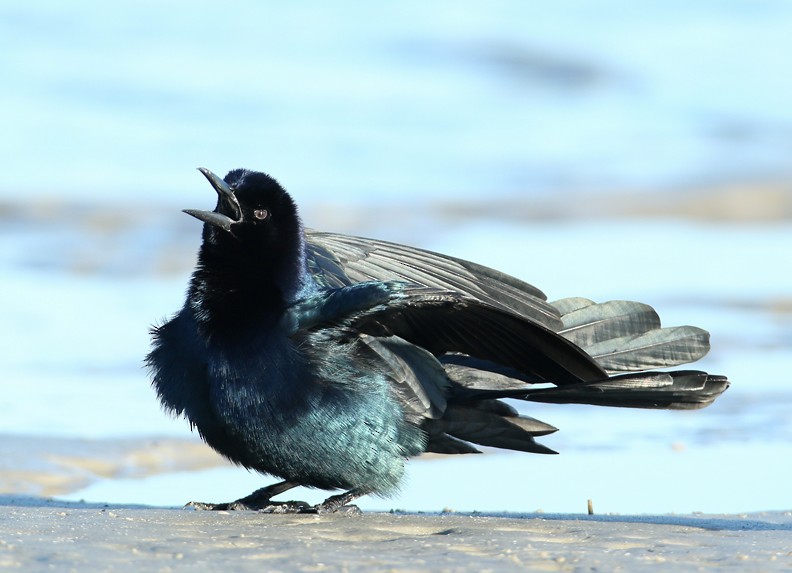 Common Grackle - Hal and Kirsten Snyder